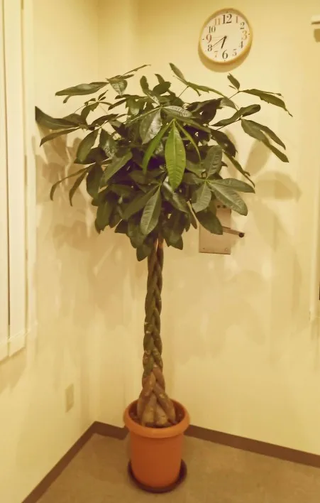Plant!