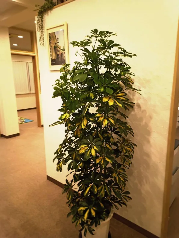 Another plant :)