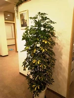 A plant :)